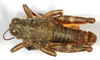 CollectionObject 1499459; 0f14abdc-2621-42d6-8970-9c631437b23c: male, dorsal view (holotype). (CollectionObject).