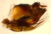 Pygofer, lateral view on Bhatia Distant, 1908 nsp 841688: (Observation).
