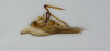 Aedeagus, lateral view: !! display not done !! on Scaphytopius angustatus (Osborn, 1905): (Observation).