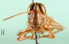 CollectionObject 1594832; 9f44fe0b-e988-422b-9c30-4232ac6510e1: male, frontal view (syntype). (CollectionObject).
