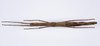 Isagoras asperus (Bellanger & Conle, 2013): copyright O. Conle. female, dorsal view (paratype). (Otu).
