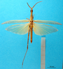 CollectionObject 1502252; 6896807c-a029-4f09-99d5-a00ea2517317: male, dorsal view (syntype). (CollectionObject).