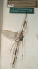 CollectionObject 1561934; 9baf44c1-018d-430c-ade2-e0069b19dd4b, NMW 1087: copyright NMW, Vienna. male of synonym Sipyloidea debilitata (holotype). (CollectionObject).