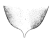 Hebardomastax atopa (Hebard, 1923): Pl. 12, Fig. 4 (after allotype. female, subgenital plate, ventral view. (Otu).