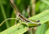 Neopedies noroestensis Ronderos, 1991: male. (Otu).