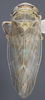 Habitus, dorsal view: !! display not done !! on Exitianus frontalis (Distant, 1917): (Observation).