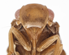 Head on Euhyloptera Fennah, 1945: (Observation).