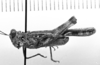 Image Carbonell, C.S male, lateral view (paralectotype). Depicts CollectionObject 1524681; 8d0adddd-4089-4ded-9ca9-b62491f75d4e, ANSP15849, a CollectionObject.