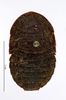 CollectionObject 1587161; MNHN(SF IMPORT DUPLICATE) MNHN-EP-EP1032, be31baa7-c705-4844-9153-5aa23bcde448: CC BY-NC-ND 4.0/MNHN - Depraetere Marion - 2014. Paratype, female, of dasypus Rehn, 1933. Specimen number: MNHN-EP-EP1032. http://coldb.mnhn.fr/catalognumber/mnhn/ep/ep1032. (CollectionObject).