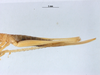CollectionObject 1576014; 02e6dbe1-1240-40eb-bbac-7d5242d9d7cb: female, lateral view (allotype). Parque Nacional do Pau Brasil, Porto Seguro, Brazil. (CollectionObject).