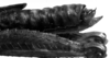 CollectionObject 1532746; 7f66f7d1-97a4-443c-8133-b9948ae89dee: Image Carbonell, C.S. male abdomen end, lateral view (holotype). (CollectionObject).