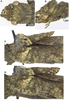 CollectionObject 1583177; 7a120624-68c6-4aec-84b2-e3af31cd63b0: copyright ESALQ. female (holotype). (CollectionObject).