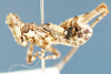 Microthericles fascipes Descamps, 1977: male, lateral view. (Otu).