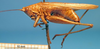 CollectionObject 1538343; 131f4838-0a36-4b98-b678-69ff0089214c: male, lateral view. (CollectionObject).