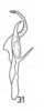 Aedeagus, lateral view on Cumora (Cumora) williamsi (Menezes, 1974): (Observation).
