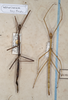 CollectionObject 1561780; 746985d0-97a1-4a4d-8906-2452253e2365: copyright, St. Petersburg. females, dorsal view (holotype on left). (CollectionObject).