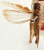 CollectionObject 1530301; 74c701b7-d2da-40c8-86bd-5fa7aa52d0f8: male, dorsal view (holotype). (CollectionObject).