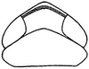 Head: !! display not done !! on Daltonia estacadus (Ball, 1911): head, dorsally. (Observation).