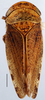 Habitus, dorsal view: Selenocephalus planus, dorsally (INHS). (Observation).