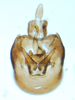 Pygofer, ventral view: !! display not done !! on Sogatella kolophon (Kirkaldy, 1907): (Observation).