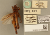 CollectionObject 1519755; 94fa1606-ac2b-4973-b895-21b90acb5c65: male, dorsal view, labels (syntype). (CollectionObject).