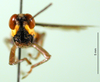 CollectionObject 1500294; 50b27502-cb62-4eb7-b530-c9e88f376ba9: male, frontal view (paratype). (CollectionObject).