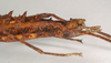 CollectionObject 1560946; NHMUK(SF IMPORT DUPLICATE) 844818, cfaf030c-94f6-4d87-be49-5da183b1d86d: copyright Natural History Museum, London. female: end of abdomen, lateral view (holotype). (CollectionObject).