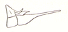 Borneacris mirabilis Ramme, 1941: Fig. 34. male terminalia, lateral view. (Otu).