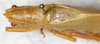 CollectionObject 1576557; 8d55a461-b6e6-477f-9612-240304d2ec3c: male, dorsal view. (CollectionObject).