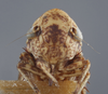 Head on Anoscopus albiger (Germar, 1821): Head. (Observation).