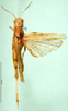 CollectionObject 1575472; 7397108e-ca3a-46bb-99db-409723bccb32, DORSA BA000407S01: male, dorsal view (paratype). (CollectionObject).