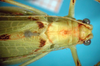 CollectionObject 1503504; 2fc55469-4823-4381-ae3b-3de41807d50e: female head and pronotum, dorsal view (holotype). (CollectionObject).