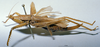 CollectionObject 1505632; 4a28186c-e69c-48d3-a349-4bbc23c22989: female habitus lateral view (holotype). (CollectionObject).