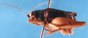 CollectionObject 1565684; 4ac5d40a-f091-46a2-ae0f-f84e373ac593: male, lateral view. (CollectionObject).