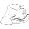 Pygofer, lateral view on Anufrievia zelta Dworakowska, 1977: Pygofer, lateral view. (Observation).