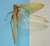 CollectionObject 1542957; DEES MZLQ-I0099', c61bc725-75d2-4d06-8500-6681b05e5709: male, body dorsal view (syntype of Microcentrum bicentenarium). (CollectionObject).