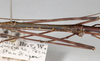 CollectionObject 1557365; NMW 646, 0392c4db-07d2-482a-83b6-0a62e65d4185: copyright NMW, Vienna. male: metanotum, lateral view (holotype). (CollectionObject).