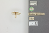 Other on Cyarda difformis Walker, 1858: (Observation).