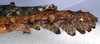 CollectionObject 1561363; NMW 256', 20ab842c-945c-4133-9d27-220c857368cd: copyright NMW, Vienna. female: end of abdomen, lateral view (syntype). (CollectionObject).