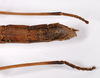 CollectionObject 1561435; 48ec0267-0823-48af-a170-1e8636a8aab7: copyright MNHU, Berlin. female: end of abdomen, lateral view (holotype). (CollectionObject).