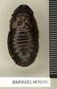 Ancaudellia hamifera (Hanitsch, 1930): Copyright Natural History Museum, London. Non-type (adult female) in BM(NH). Dorsal view. (Otu).