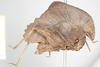 Hymenotes triangularis Westwood, 1837: female, lateral view (syntype). (Otu).