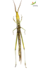 CollectionObject 1861678; Unioeste Cascavel SAOP-131F, 591439cf-cd73-429a-b911-be25eeca2d87: Female. Ventral view. (CollectionObject).
