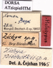 labels (holotype). Depicts CollectionObject 1538276; d470b7a3-3766-4475-bd27-8b8a1454163e, a CollectionObject.