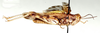 Acrotylus junodi Schulthess, 1899: male, lateral view. (Otu).