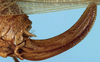 Nephoptera (Nephoptera) tibialis Uvarov, 1930: female ovipositor (paratype). (Otu).