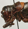 CollectionObject 1535228; 397bfd44-c829-4a92-8a79-d624139431bf: female pronotum lateral (lectotype). (CollectionObject).