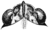 Nomotettix cristatus cristatus (Scudder, 1862): Fig. 5. female, head, dorsal view. (Otu).