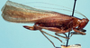 CollectionObject 1522100; 28a599d8-463f-4761-827f-6813b80e2278: female, lateral view (holotype). (CollectionObject).