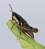 Eujivarus fusiformis Bruner, 1911: female (Brazil, Minas Gerais, Reserva Ecológica do Panga). (Otu).